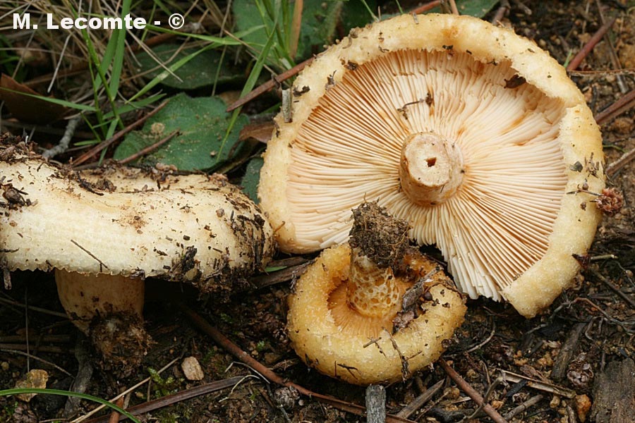 Lactarius pseudoscrobiculatus